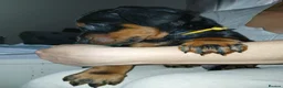 Dobermann dogs for sale: DOBERMAN PUPS CHAMPION BLOODLINES FULLY HEALTH   - Advert 12