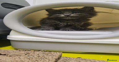 Maine Coon cats - Advert 1