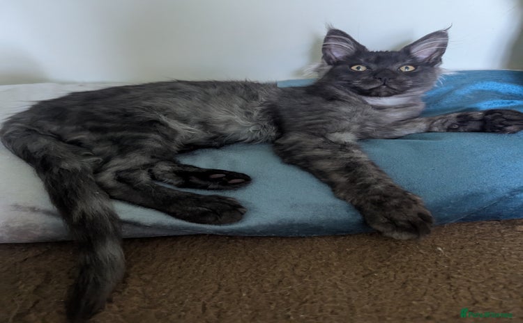 Maine Coon cats - Advert 6