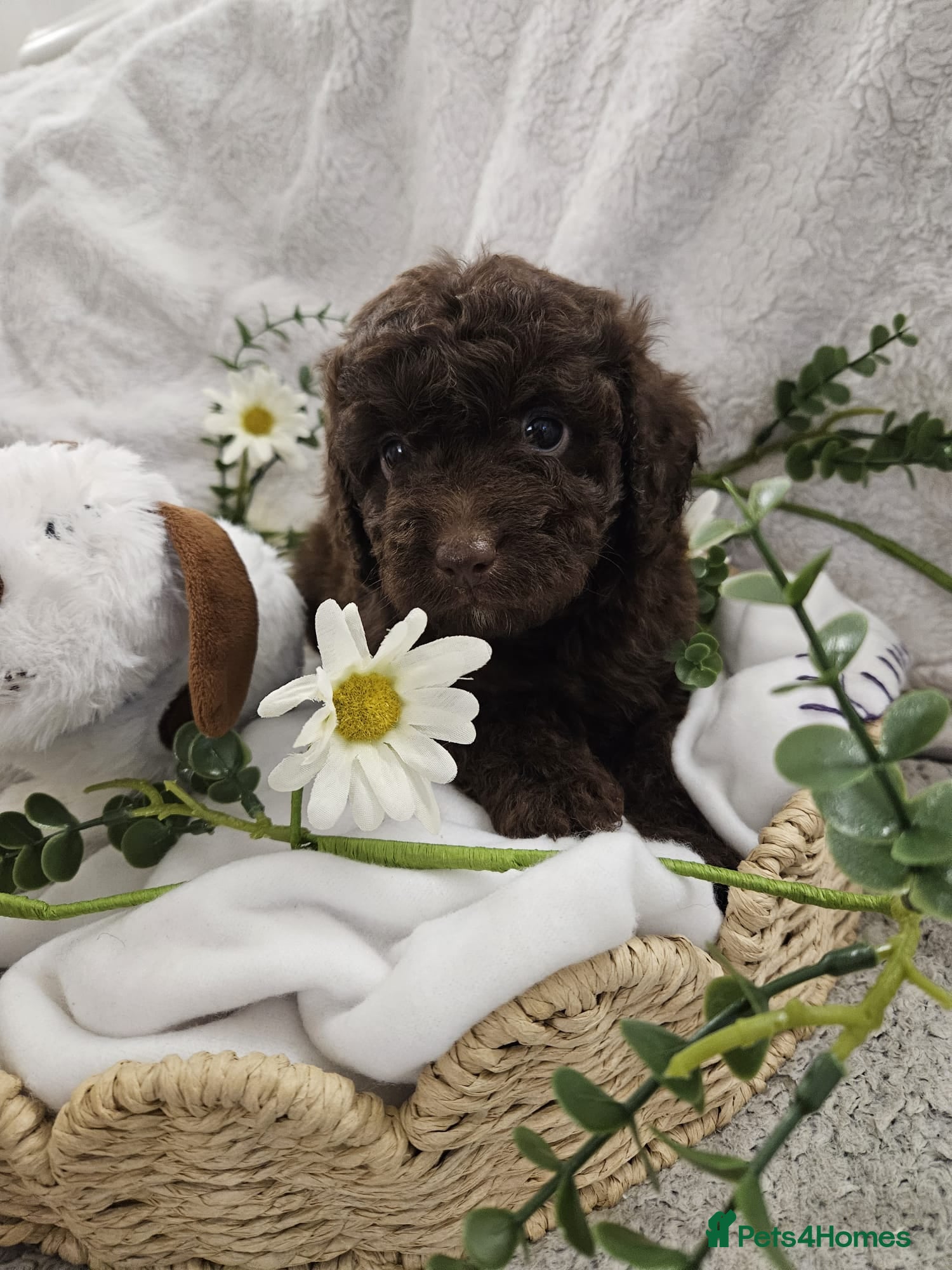 Cavapoo dogs Stunning Cavapoos Rare Chocolate  - Advert 1