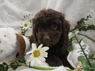 Cavapoo dogs Stunning Cavapoos Rare Chocolate - Advert 1