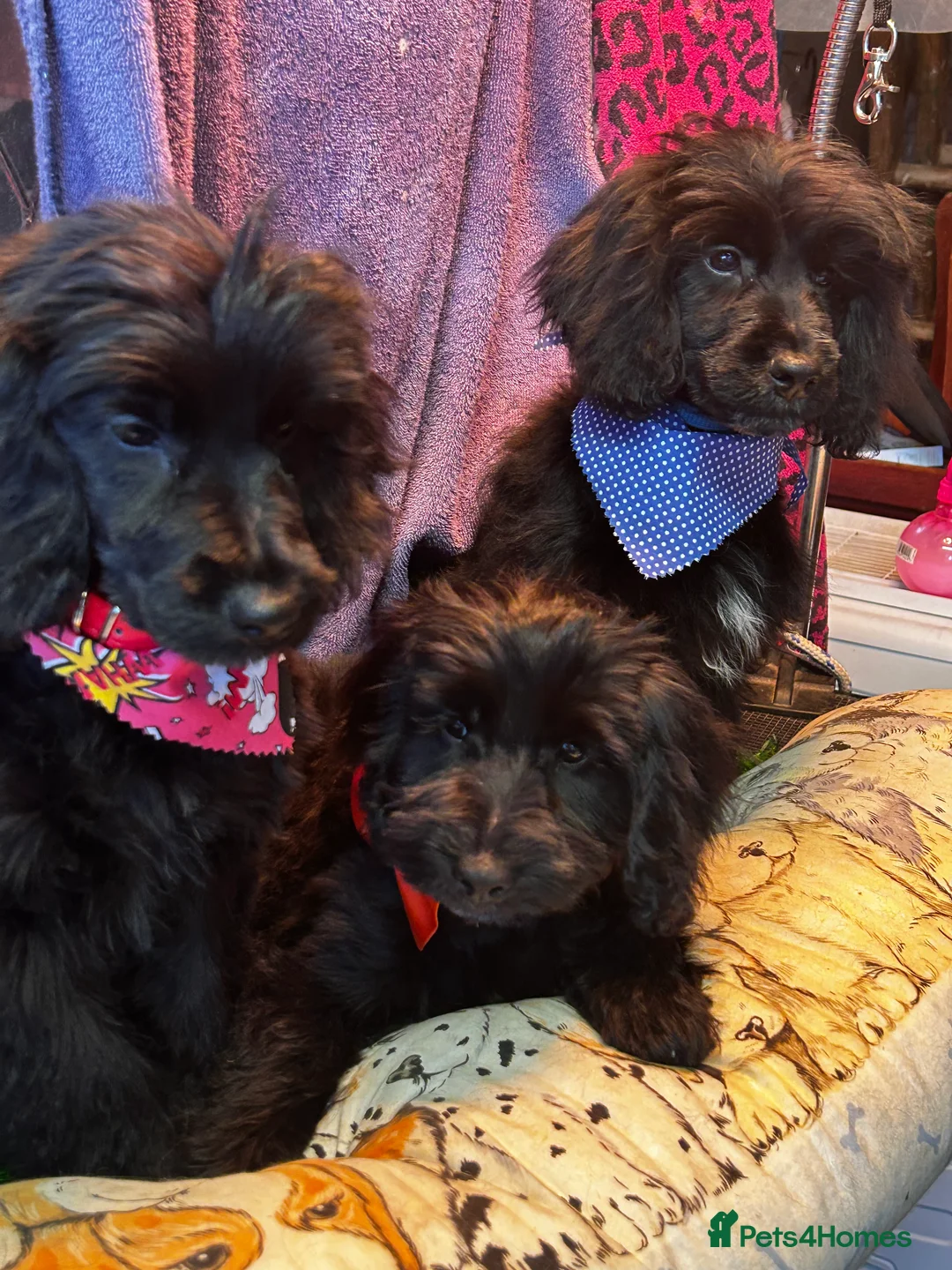 Cockapoo dogs for sale:  Northampton Cockapoos. Adorable F1 puppies - Advert 2