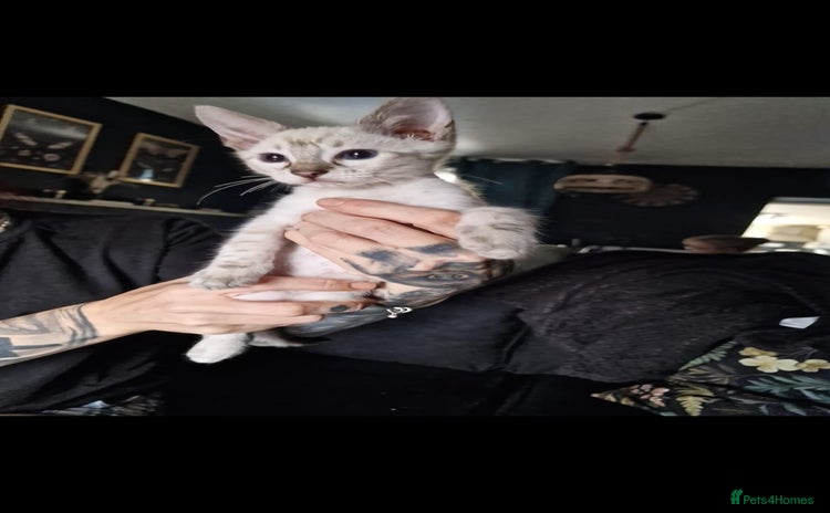 Bengal cats - Advert 1