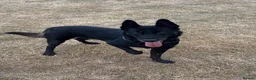 Belgian Shepherd Dog dogs for stud: Black Belgian Malinois  - Advert 1