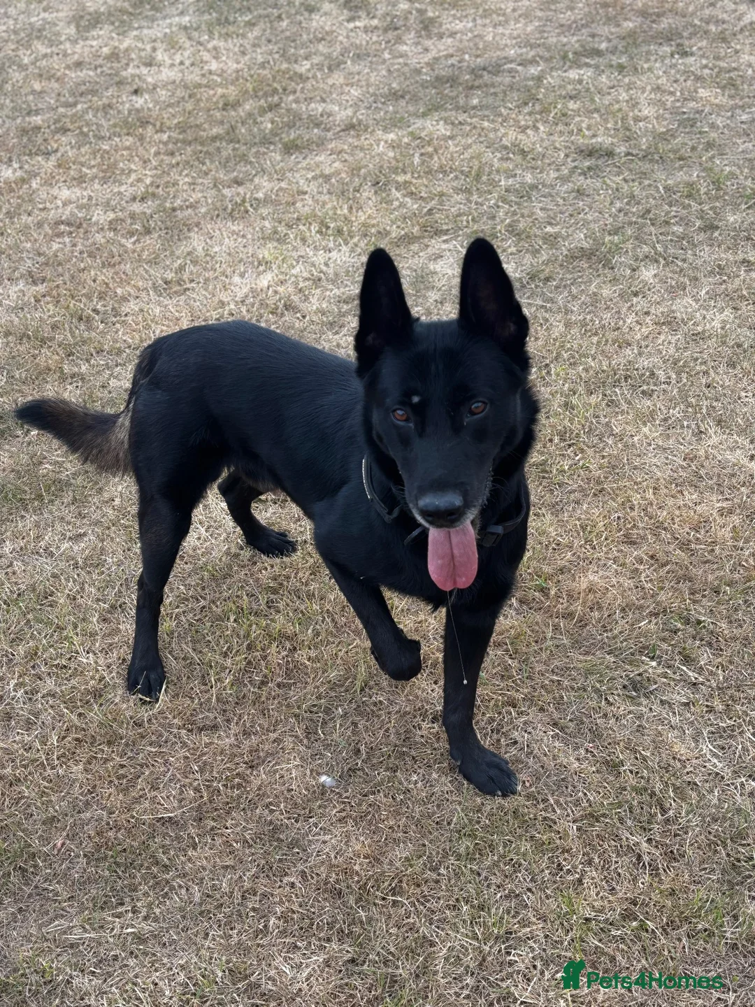 Belgian Shepherd Dog dogs for stud: Black Belgian Malinois  - Advert 1
