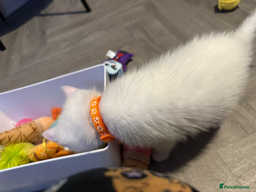 Turkish Angora cats for sale: Turkish Angora kittens - Image 19