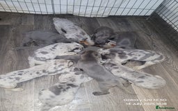 Cane Corso dogs for sale: Look 👀 absolutely stunning cane corso. - Image 15