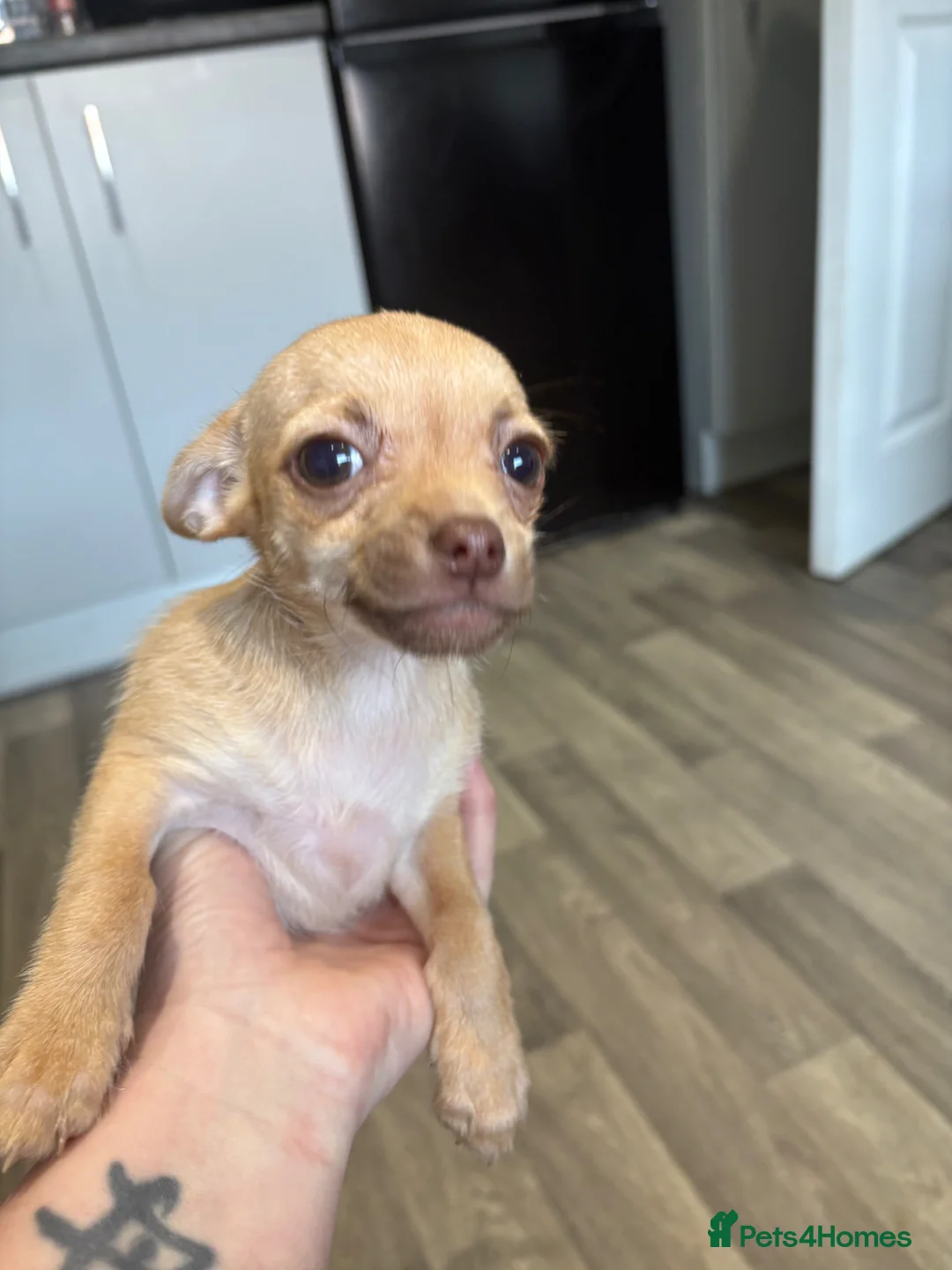 Chihuahua dogs for sale: 1 x female chihuahua  in Shefford - Advert 6