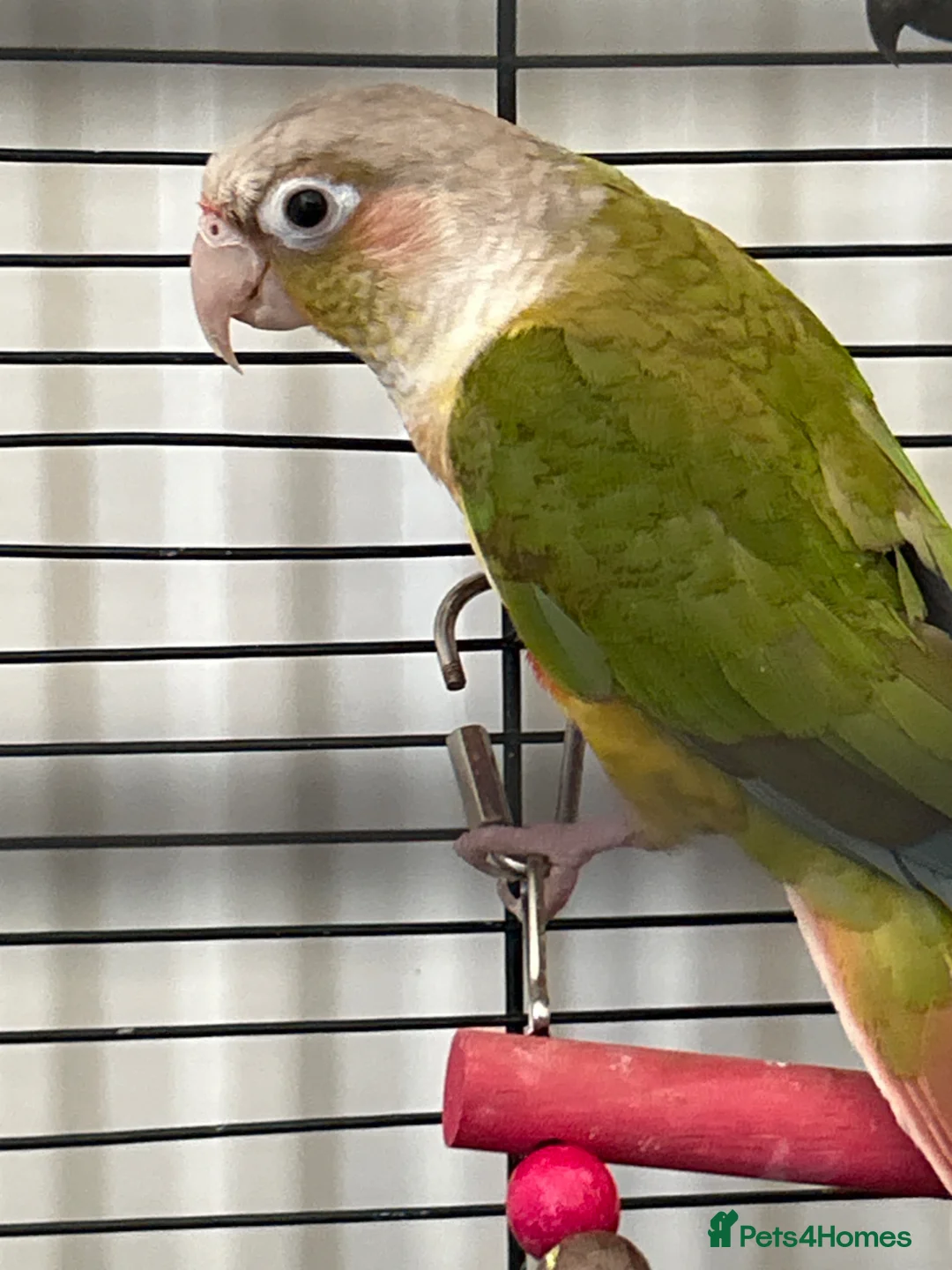 Conures birds for sale:  2 Beautiful conures for sale - Advert 2