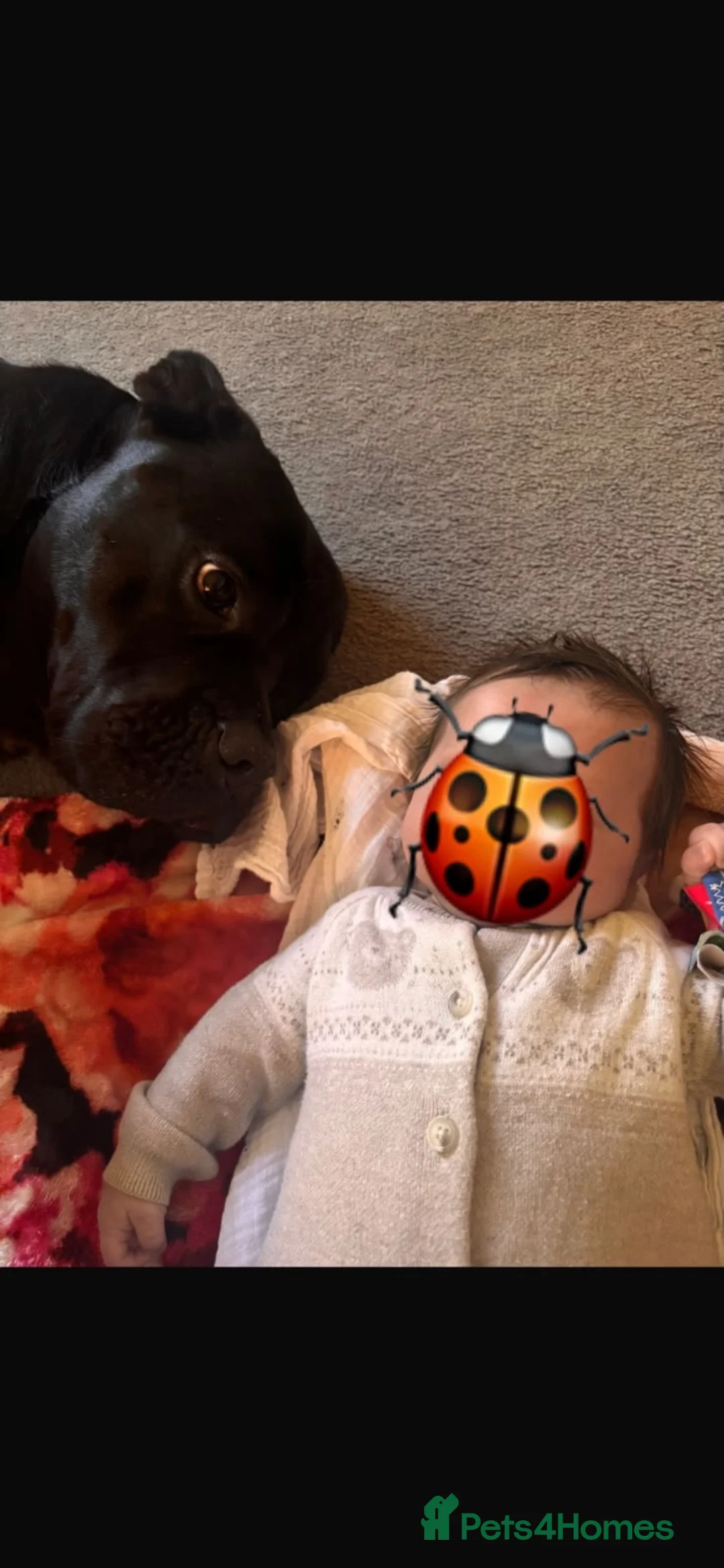 Cane Corso dogs for sale: Jorgie’s Story - Advert 5
