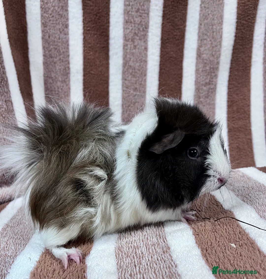 Guinea Pig rodents for sale: Young sow guinea pigs  - Advert 2