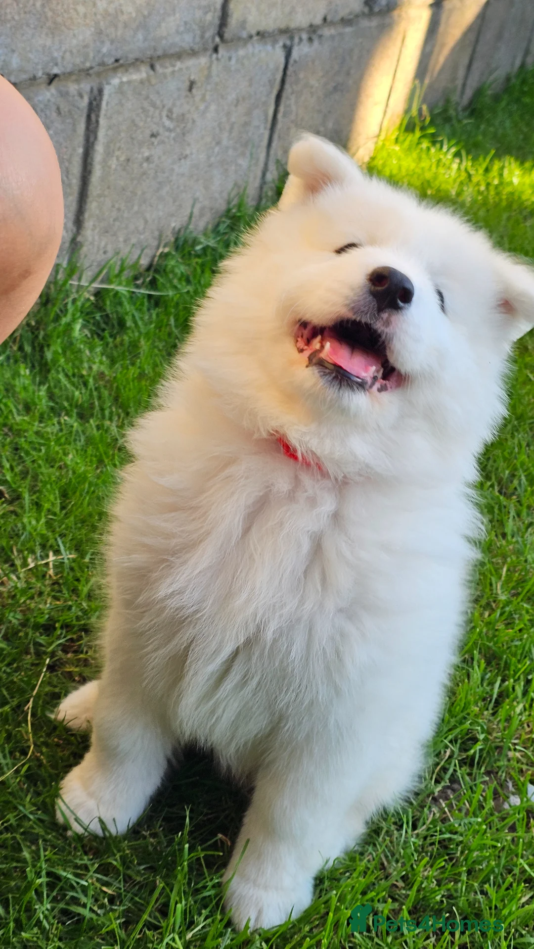 Samoyed dogs for sale: ‼️KC Registered Puppies!!!‼️1 Girl left❤️ - Advert 1