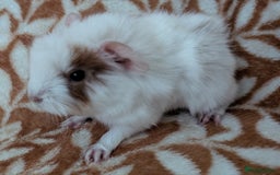 Guinea Pig rodents for sale:  baby guinea pigs  - Image 2