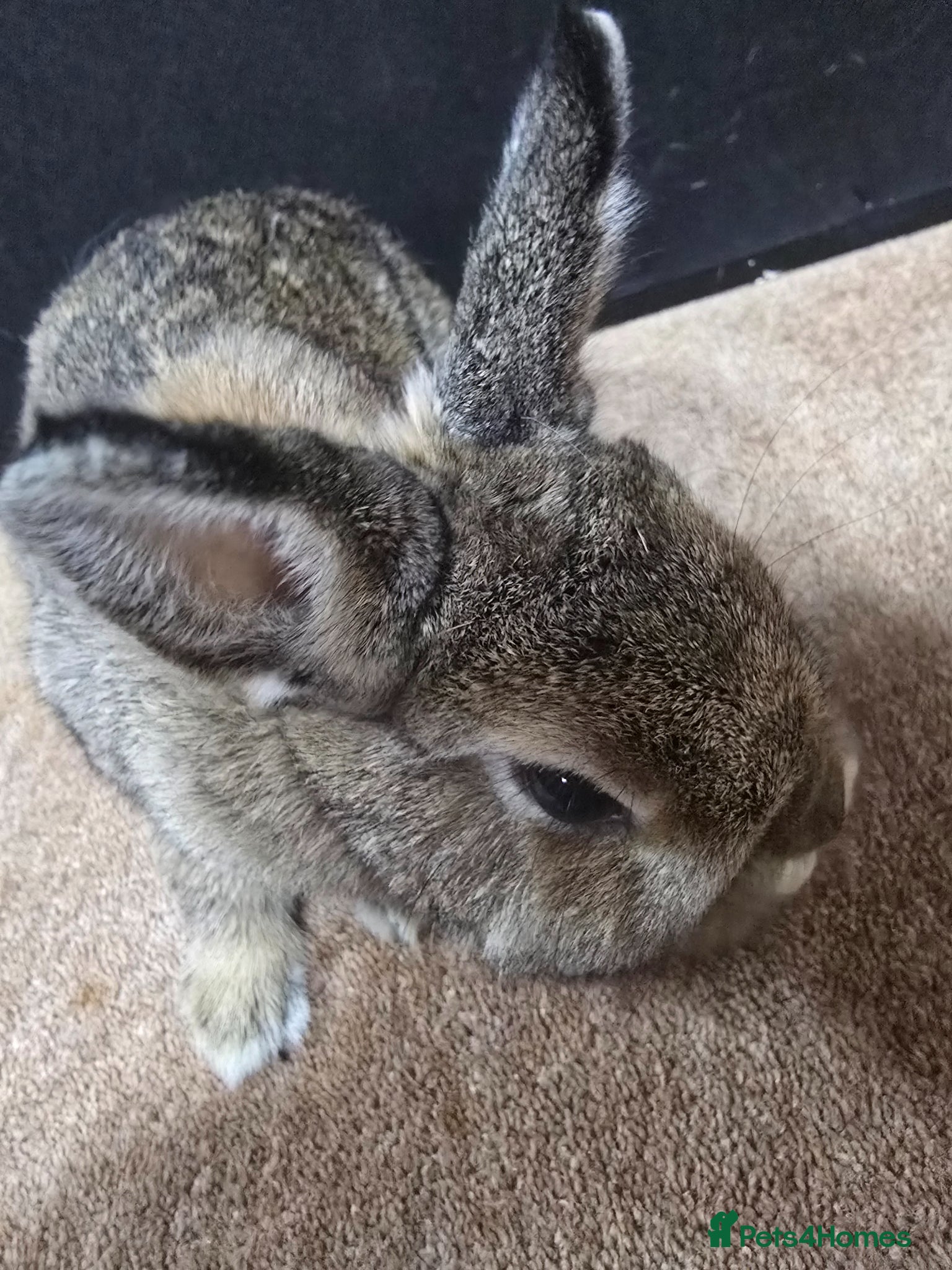 Netherland Dwarf rabbits for sale: Under 5 Agouti Netherland Dwarf in Doncaster - Advert 2
