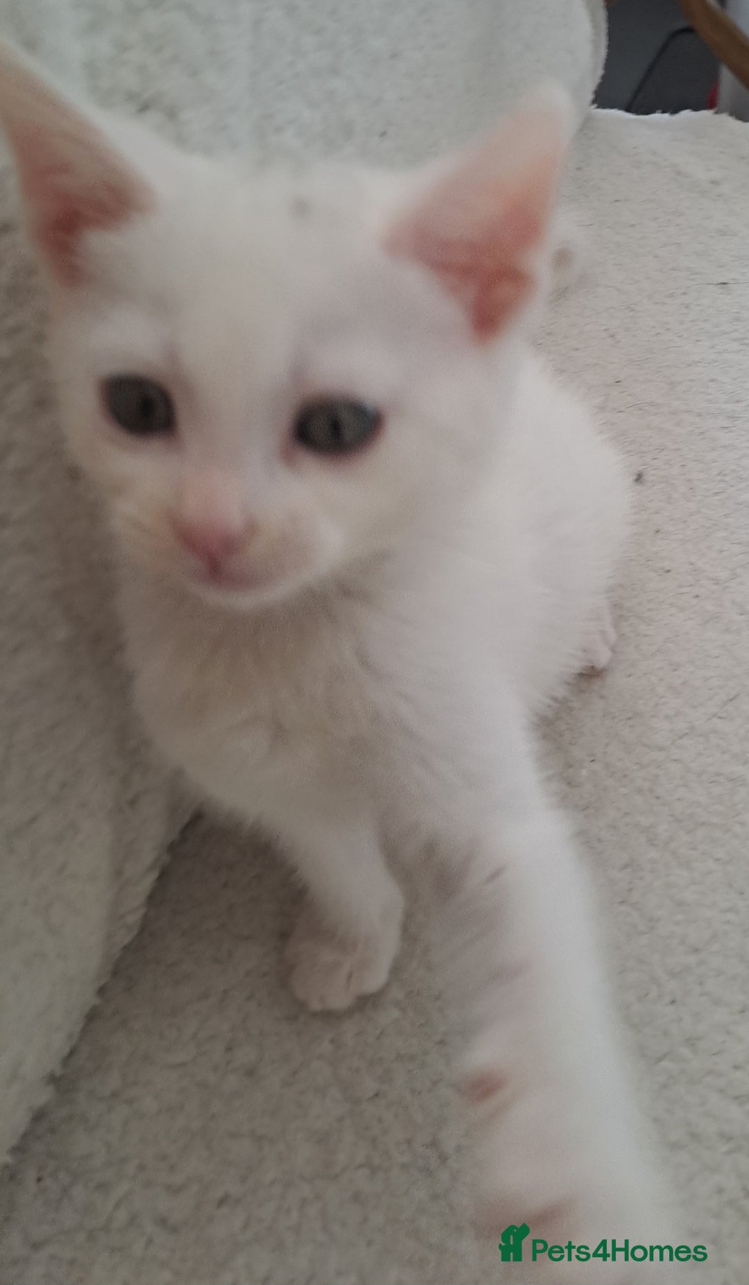 Mixed Breed cats for sale: 3 Stunning female kittens ready for their new home - Advert 19