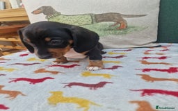 Miniature Dachshund dogs for sale: 🐾 Miniature Dachshund Puppies for Sale 🐾 - Image 28