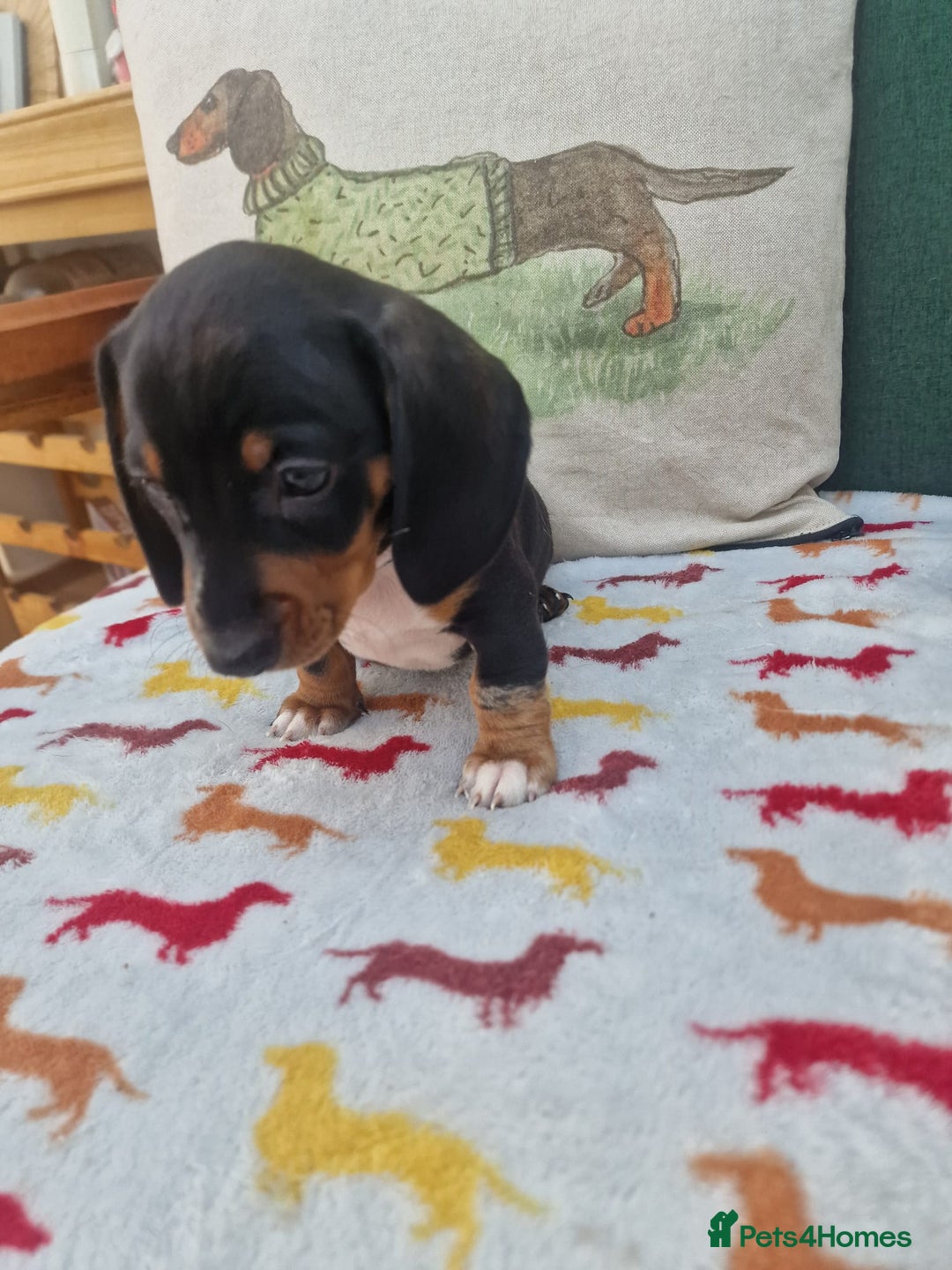 Miniature Dachshund dogs for sale: 🐾 Miniature Dachshund Puppies for Sale 🐾 - Image 28