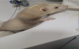 Ferret rodents for sale: 1 female ferret  - Image 4