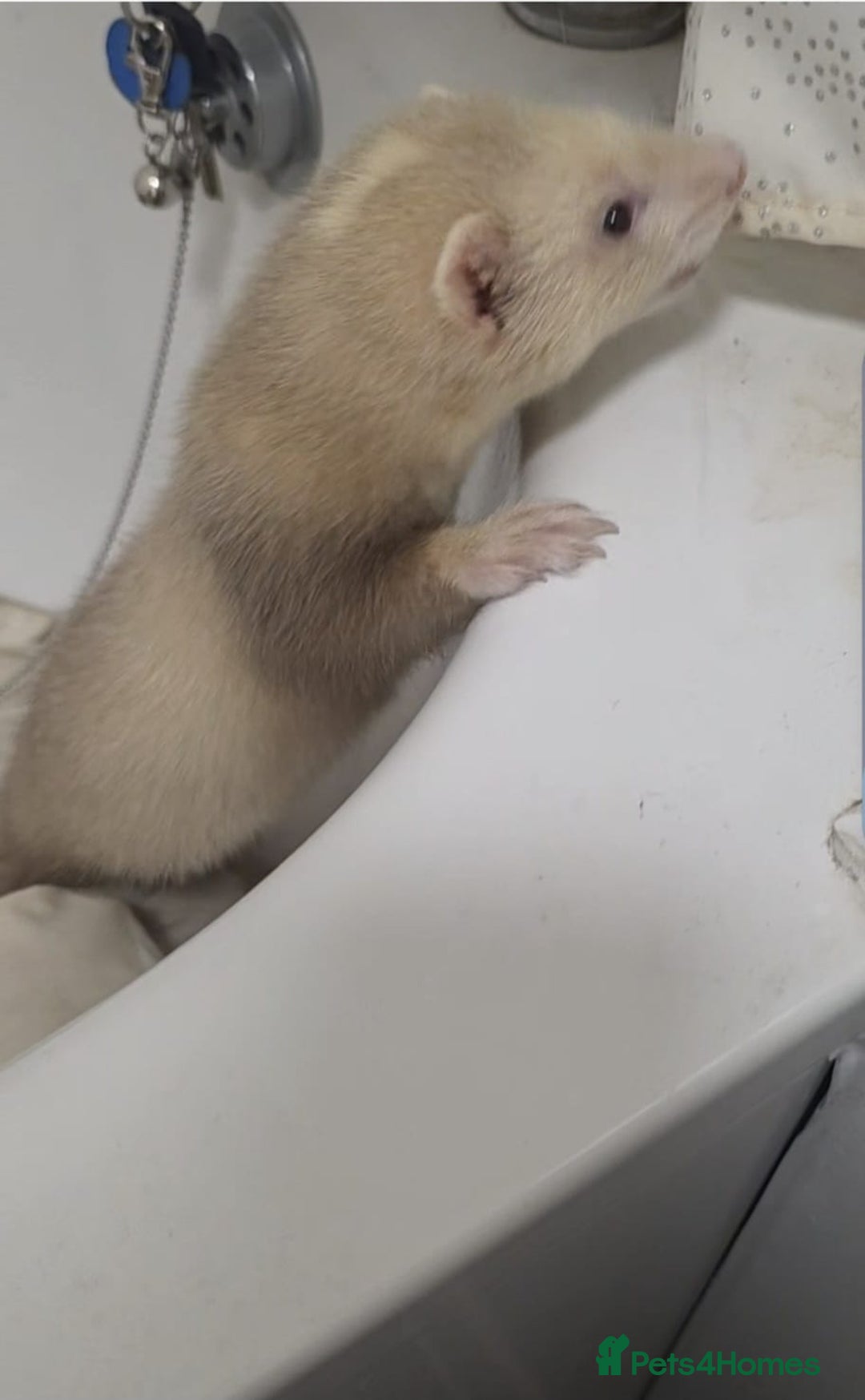 Ferret rodents for sale: 1 female ferret  - Image 4