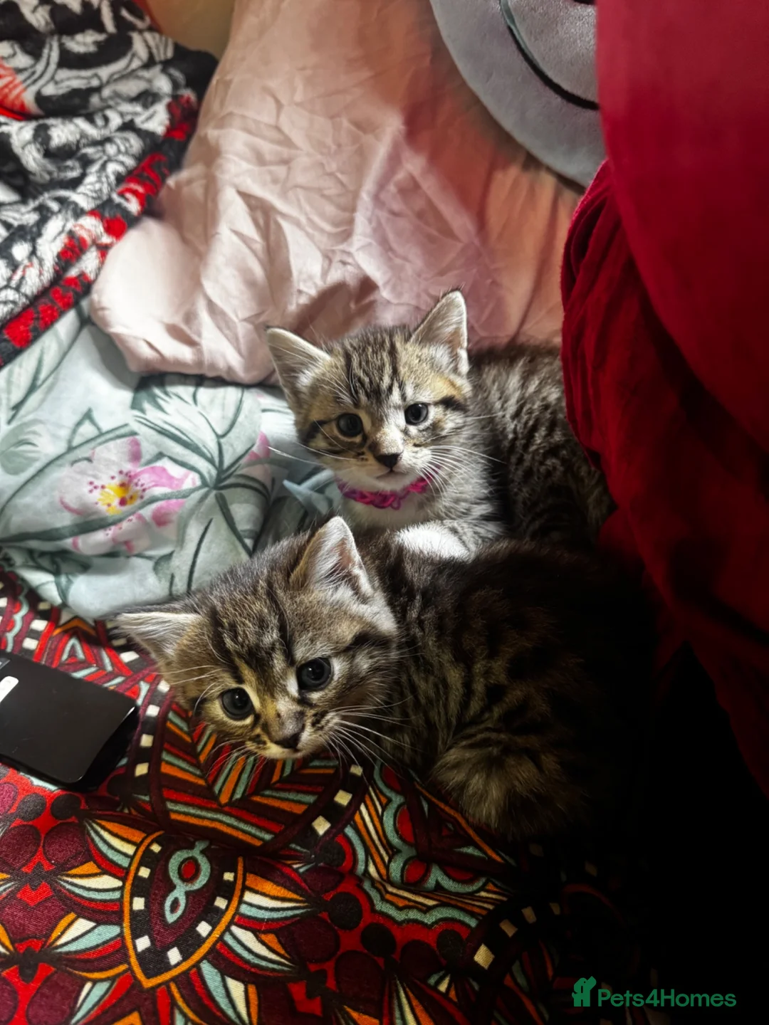 Mixed Breed cats for sale: Kittens for sale - Advert 2