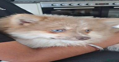 Pomsky dogs Lilac fawn wooly coat sky blue eyes, Mila - Advert 6