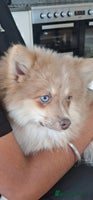 Pomsky dogs Lilac fawn wooly coat sky blue eyes, Mila - Advert 2