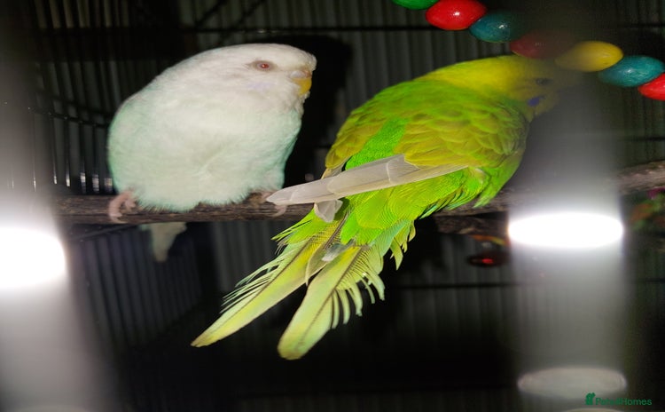 Budgerigars birds - Advert 16