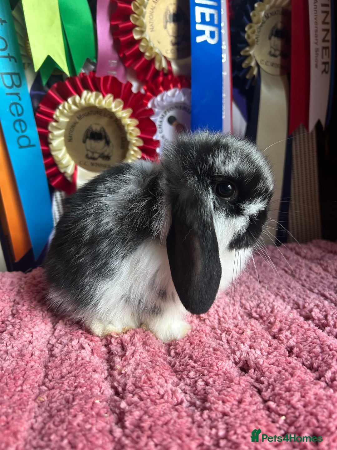 Mini Lop rabbits for sale: Vaccinated mini lop and lion lop babies - Advert 11