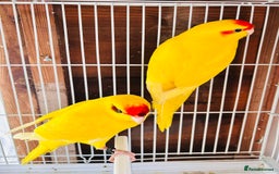 Parakeets birds for sale: Breeding pair buttercup Kakrikis  - Image 4