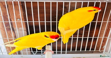 Parakeets birds - Advert 5