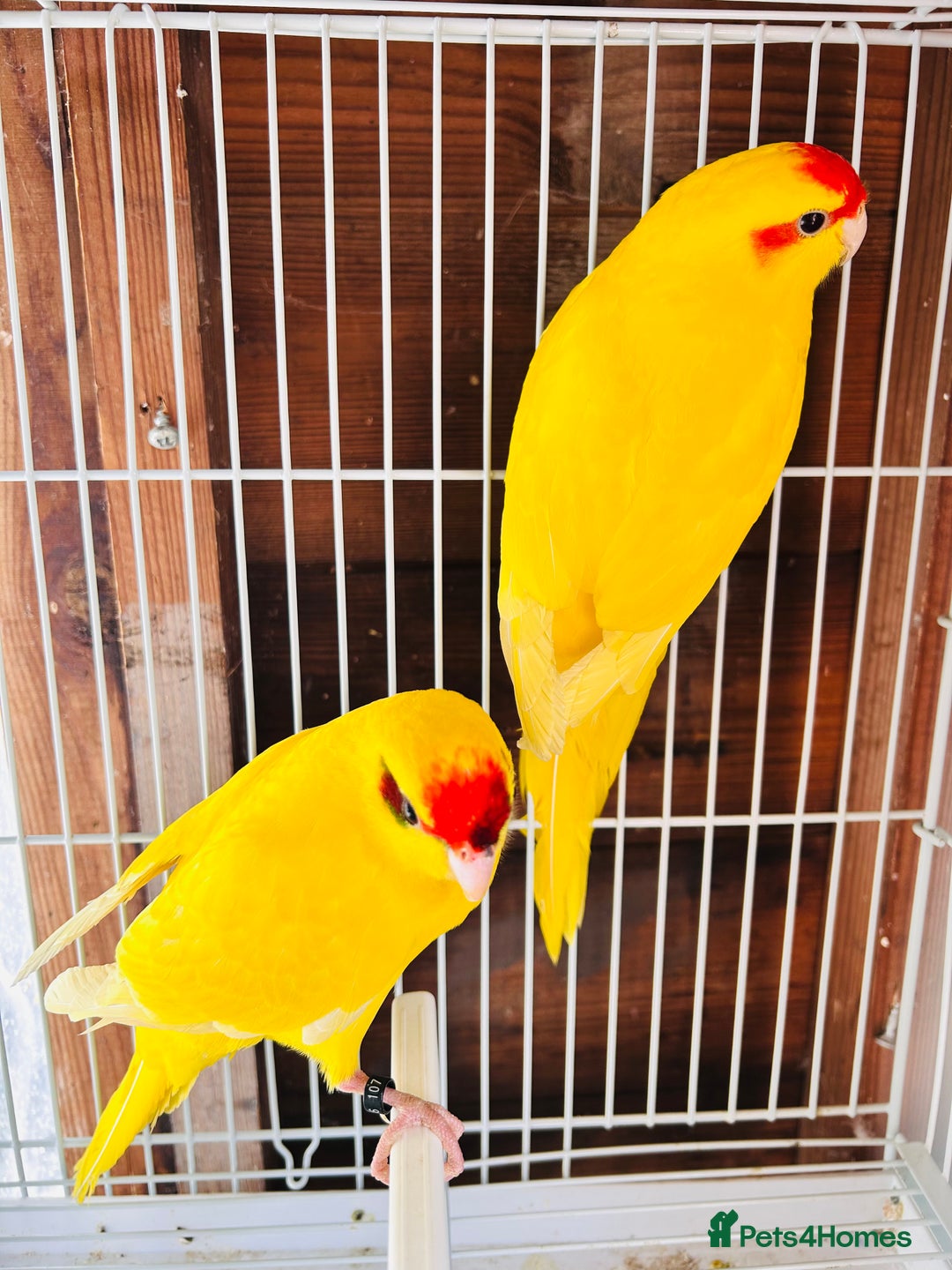 Parakeets birds for sale: Breeding pair buttercup Kakrikis  - Image 4