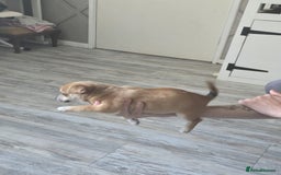 Mixed Breed dogs for sale: Chihuahua x jack Russell puppies 4 boys  - Image 6