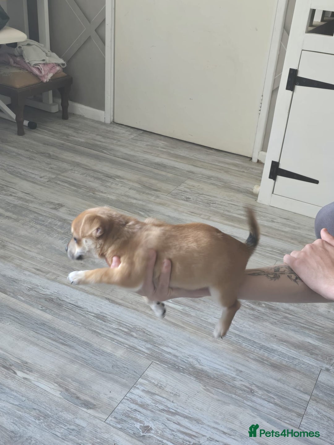 Mixed Breed dogs for sale: Chihuahua x jack Russell puppies 4 boys  - Image 6