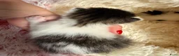 Mixed Breed cats for sale: Adorable Fluffy Kittens. Matilda’s 1st Litter 🐾 - Advert 7