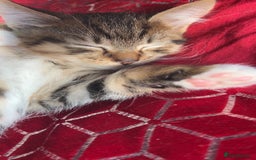 Domestic Shorthair cats for sale: Kittens kitten baby cats - Image 5