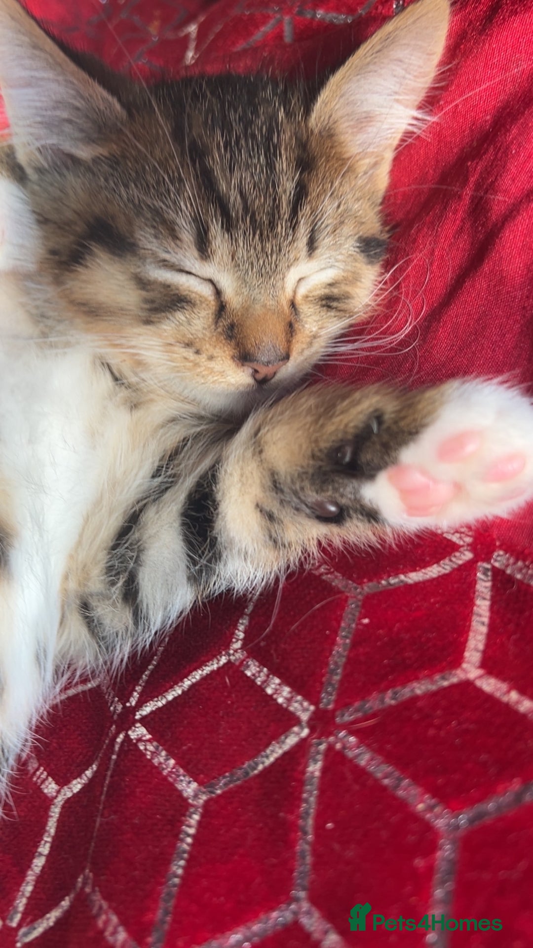 Domestic Shorthair cats for sale: Kittens kitten baby cats - Image 5