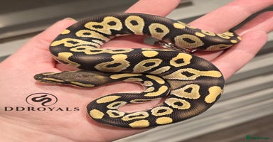Python Snake reptiles - Advert 6
