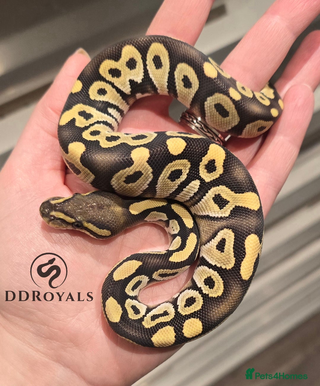 Python Snake reptiles for sale: Unusual Mojave Desert Ghost 100% Het Hypo - Image 2
