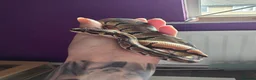 Python Snake reptiles for sale: Leopard het pied ball python in Morpeth - Advert 6
