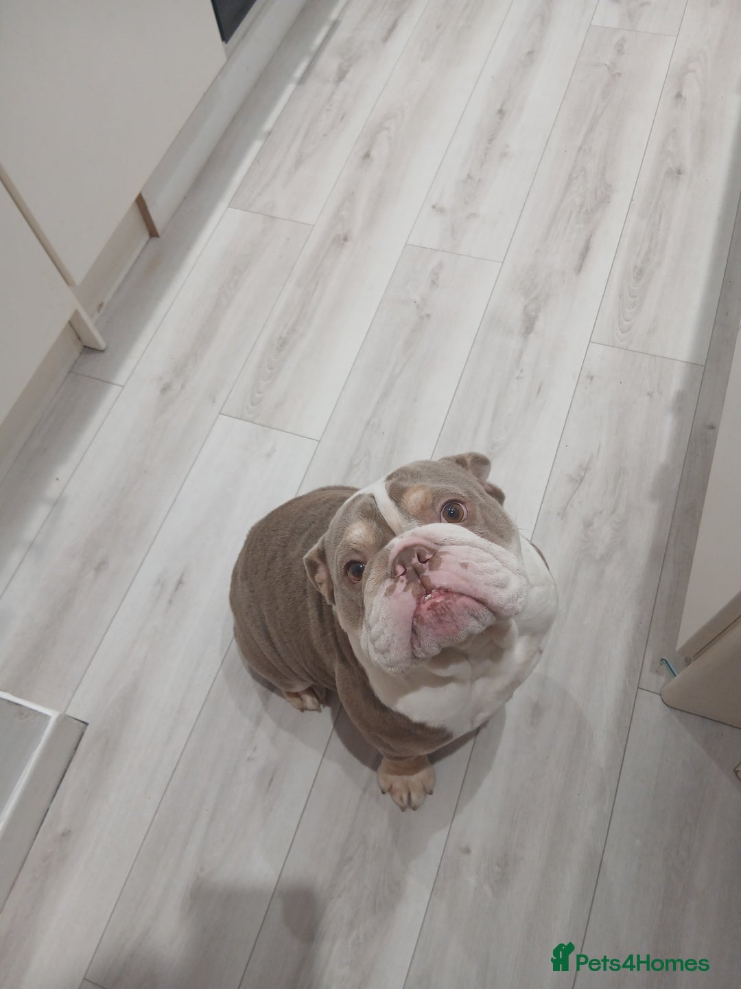 English Bulldog dogs for sale: Rubble needs a loving forever home  - Advert 1