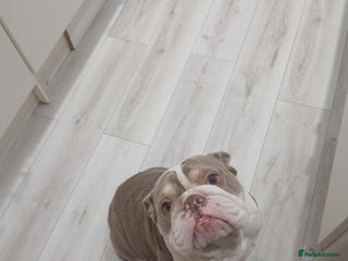 English Bulldog dogs Rubble needs a loving forever home - Advert 4