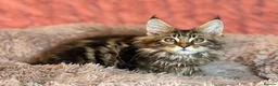 Maine Coon cats for sale: TICA registered Maine Coon Kittens  - Advert 2