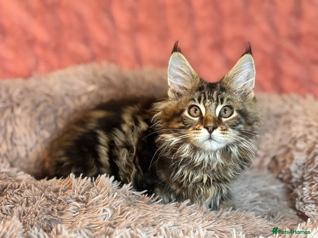 Maine Coon cats for sale: TICA registered Maine Coon Kittens  - Advert 2