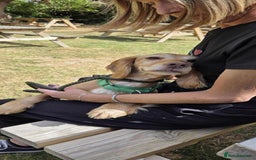 Cocker Spaniel dogs for adoption: Bob needs a loving home  - Advert 1