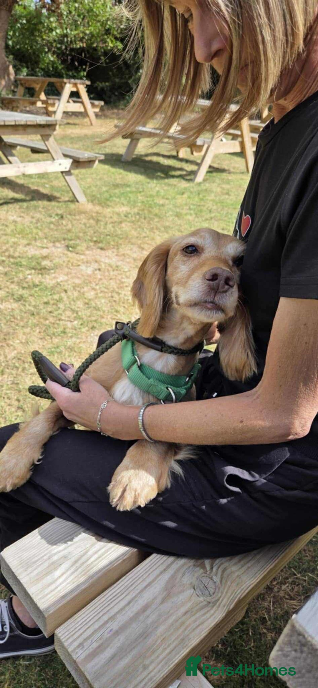 Cocker Spaniel dogs for adoption: Bob needs a loving home  - Advert 1