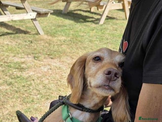 Cocker Spaniel dogs Bob needs a loving home - Advert 1