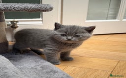 Brazilian Shorthair cats for sale: British Shorthair Kittens - Image 4
