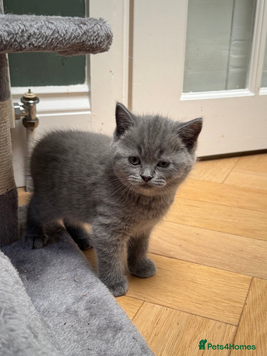 Brazilian Shorthair cats for sale: British Shorthair Kittens - Image 4