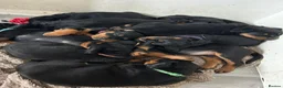 Rottweiler dogs for sale: Rottweiler puppies  - Advert 7