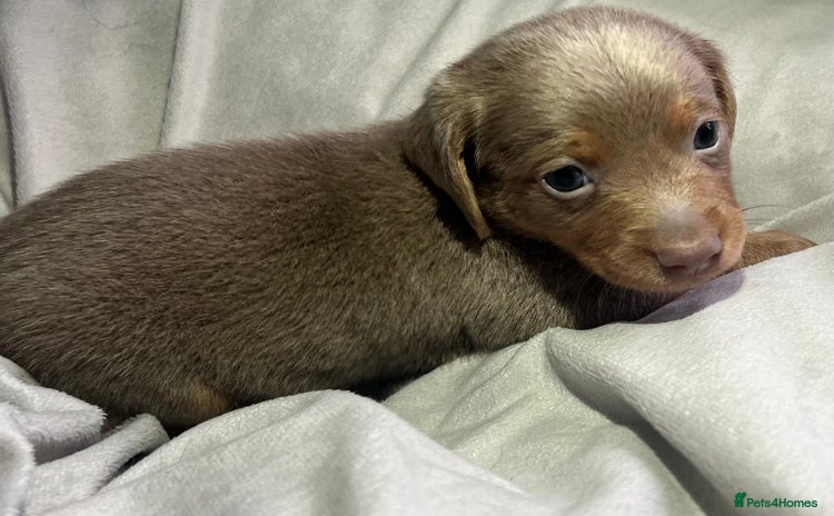 Dachshund dogs - Advert 3